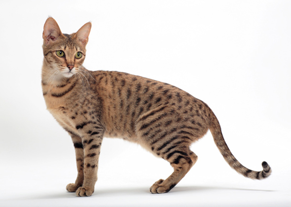 Type Of Wild Domesticated Cat Big Ears Spots Type Of Wild Domesticated Cat Big Ears Spots